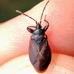 Gastrodes grossipes